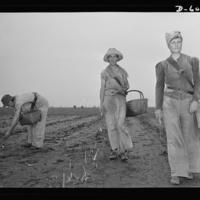 HIST 390 women in war.jpg