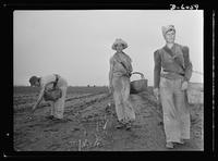 HIST 390 women in war.jpg